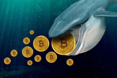 Cá voi Bitcoin là gì? Tại sao cần theo dõi ví cá voi Bitcoin?