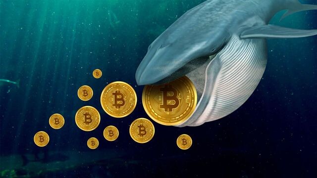 tai-sao-can-theo-doi-ca-voi-bitcoin